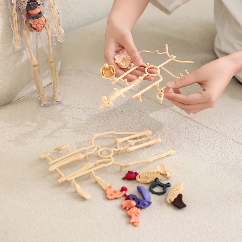 AnaVista™ – Discover the secrets of the human body with practical, astonishing clarity