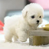 PupBot™ - Realistic Robot Puppy