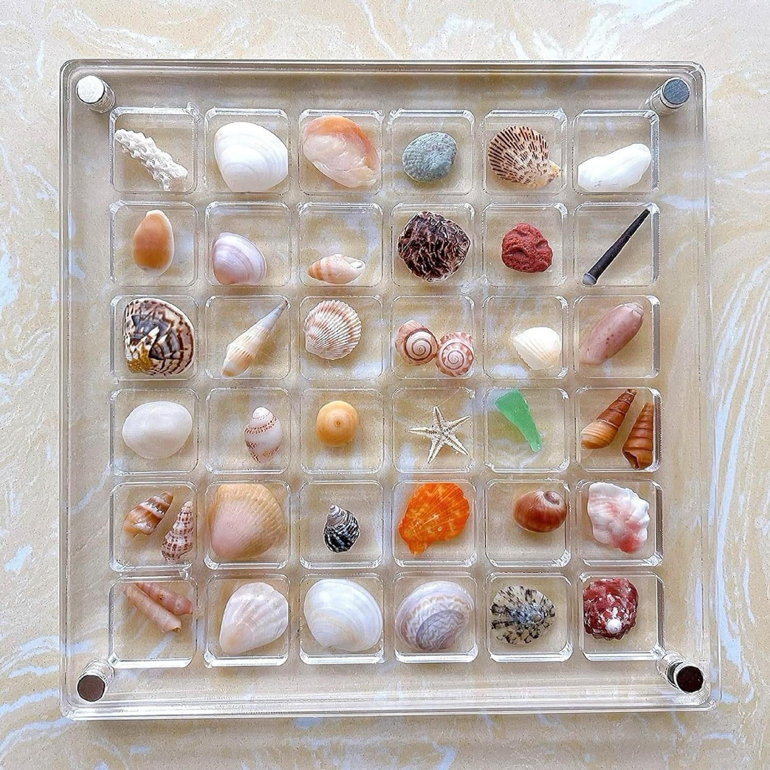 ShellGlo™ - Acrylic Magnet Shell Storage Box