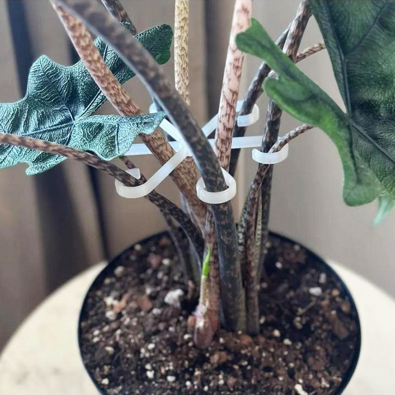 1+1 FREE | EcoGrowth™ Versatile Plant Support