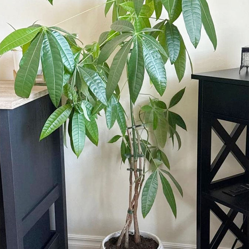 1+1 FREE | EcoGrowth™ Versatile Plant Support