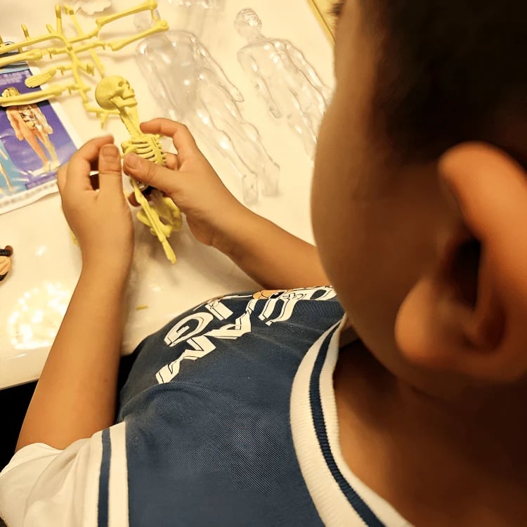 AnaVista™ – Discover the secrets of the human body with practical, astonishing clarity