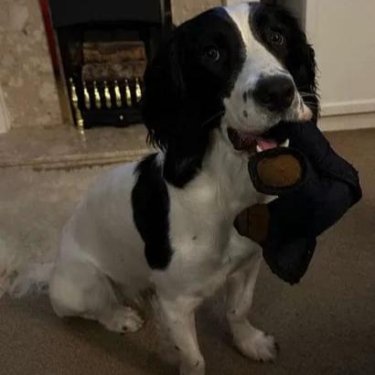 BearTough™ – Indestructible Fun for a Happy and Healthy Dog