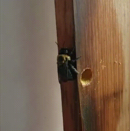 BeeGone™ - Carpenter Bee Trap