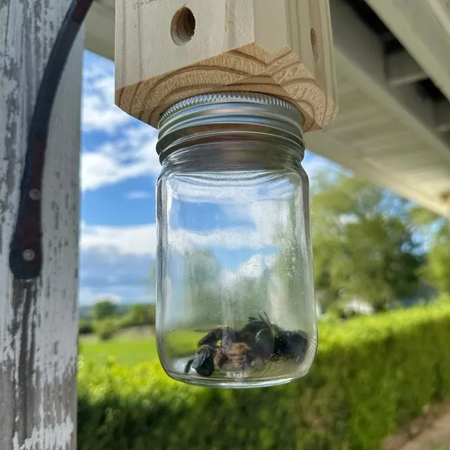 BeeGone™ - Carpenter Bee Trap