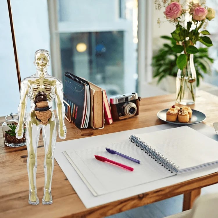 AnaVista™ – Discover the secrets of the human body with practical, astonishing clarity