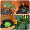 SkyGrow™ — Transform Tiny Spaces into Lush, Effortless Gardens
