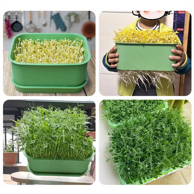 1+1 FREE | Sproutzy™ Stackable Sprouting Kit for Soybean Sprouts